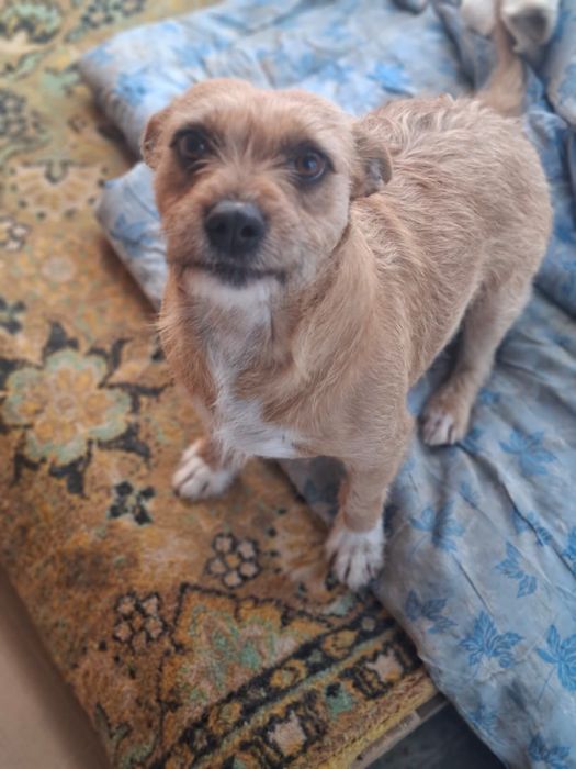 Добрая собачка в дом