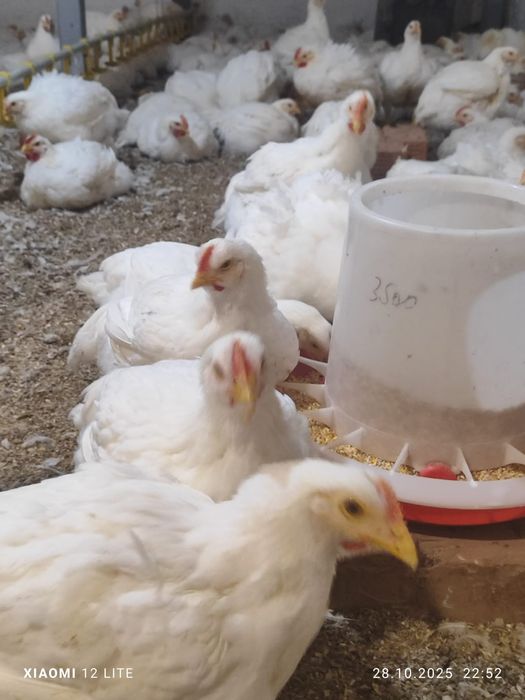 Домашние курицы бролеры