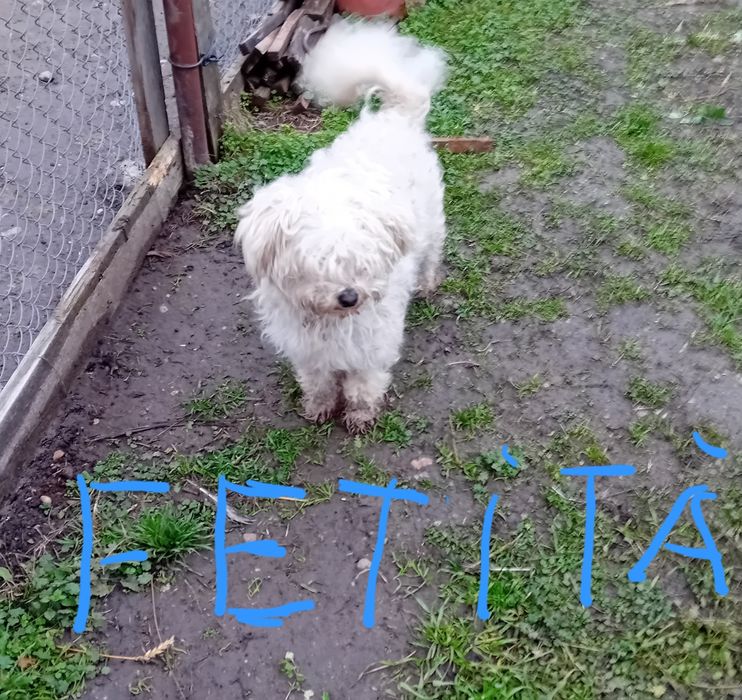 Vind cățelușă  bison sau schimb