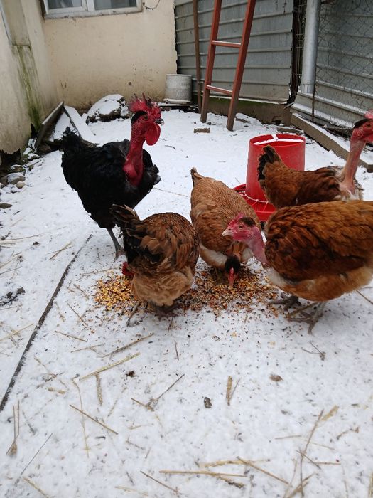 Vând  cocosi  de  rasă