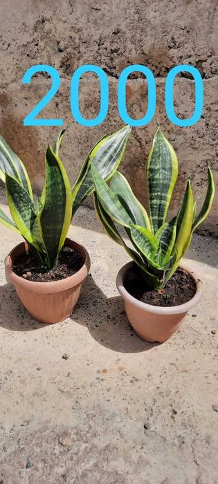 Продам комнатные цветы