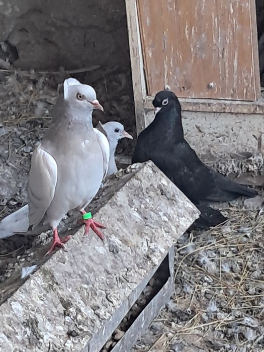 Продам молодеж двухчубых голубей