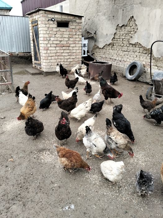 Тауытар сатылады