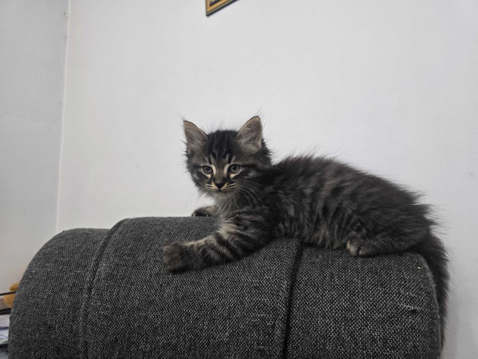 Котята в добрые руки!