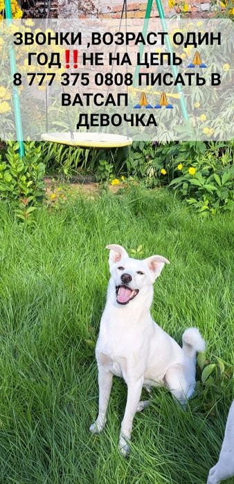 Собачки в частный дом.