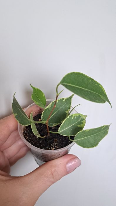 Продам фикус Бенджамина