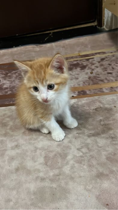 Домашние котятаа