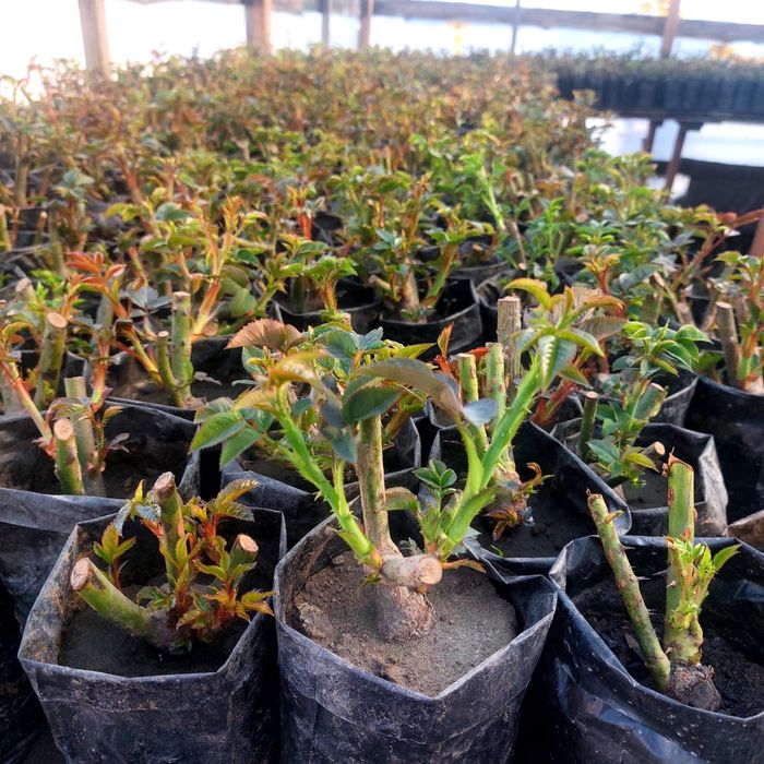 Куставые розы сорт20+