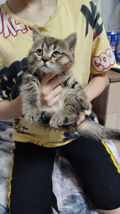 Ласковые, нежные малыши Скотиш  страйт