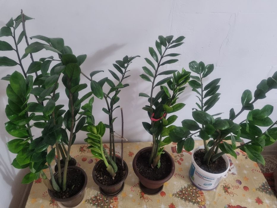 Цветы комнатные.