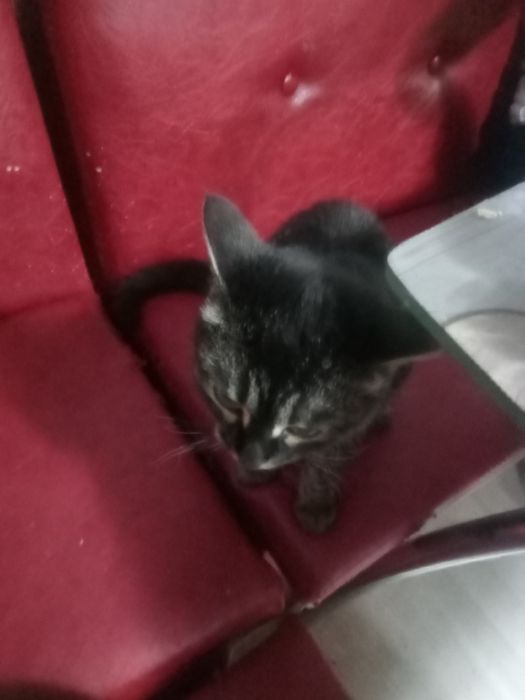 Отдам кошечку в хорошие руки