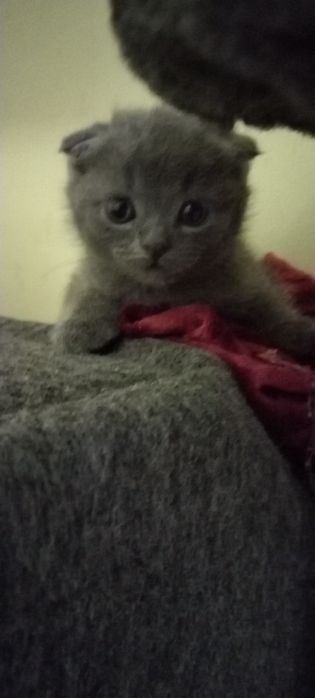 Продаётся шотланская вислоухая кошка или скоттиш фолд