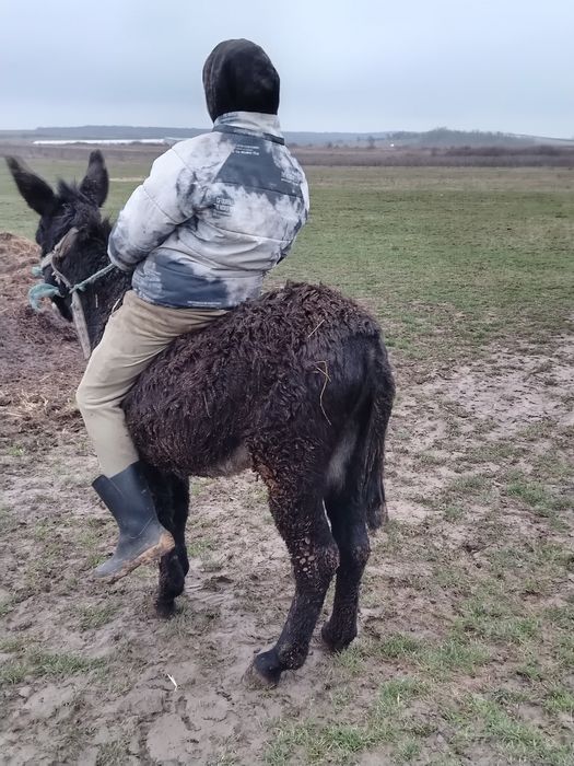 Vând magar tânăr.