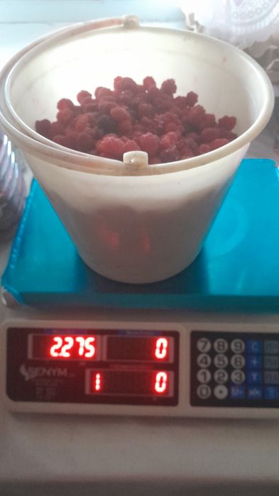 Продам малину дачную