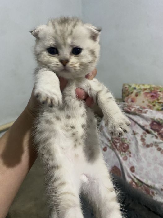 Шотландская Шиншилла