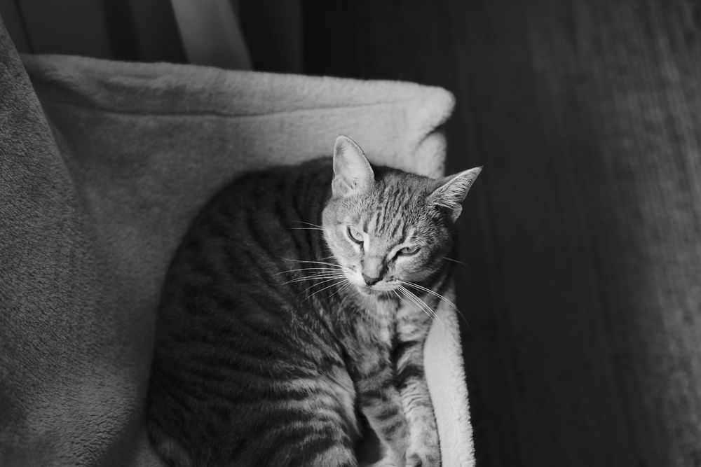 Voigtlander Nokton 50mm f1.5 ASPH - montura Leica M