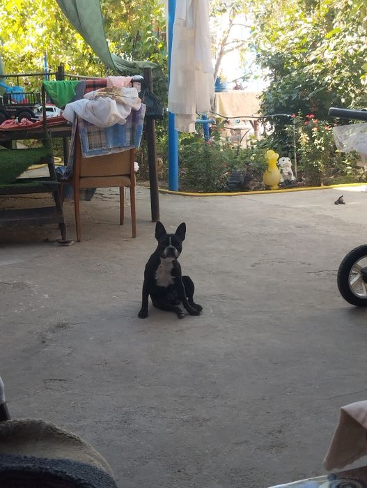 Ищем жениха для вязке с кабелëм породы французский бульдог