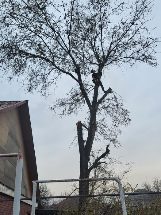 Спил деревьев  агаш кесемиз