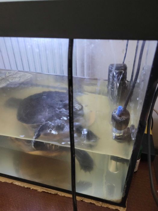 Broasca țestoasă, varsta 12 ani