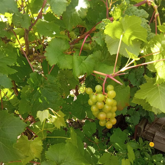 Продам дачу 6 соток