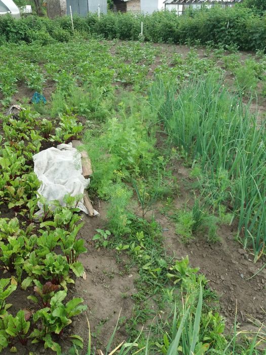 Дача в Иртшском строителе