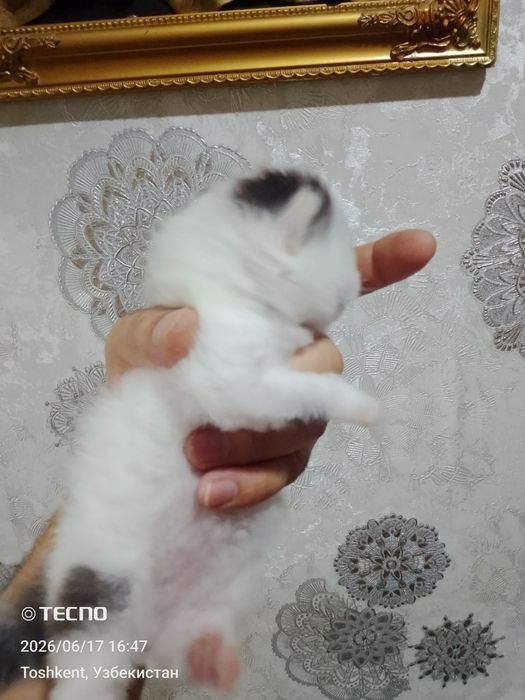Вислоухие котята