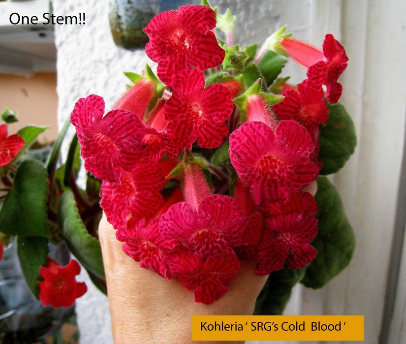 Kohleria , 8 butasi cu Radacina -culori mixte