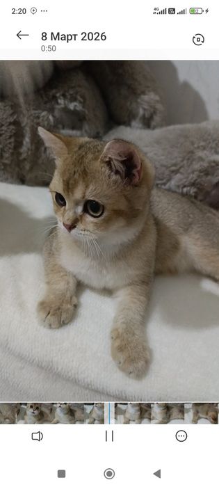 Britanskiy Zalatoy winwilla