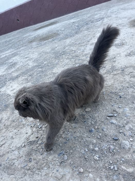 Шотландский мысық