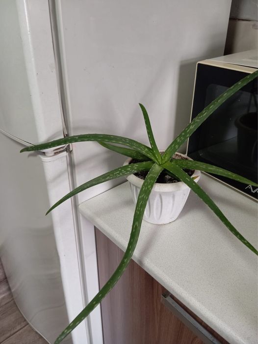 Продам цветы алоэ