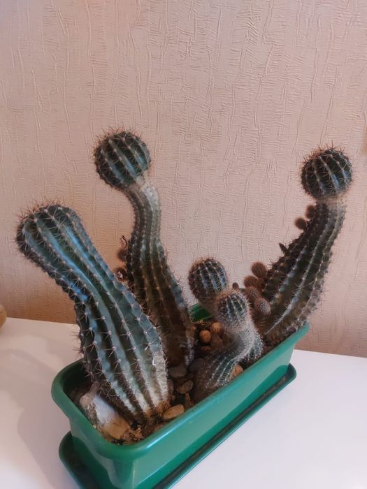 Продам цветок  Кактус