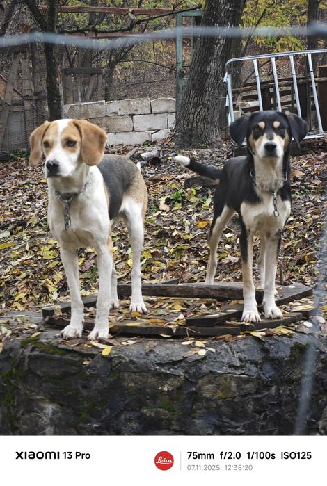 Donez copoi sârbesc tricolor cu labrador