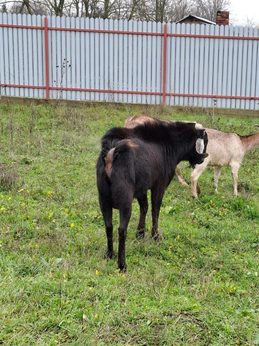 Tap anglonubian  tanar