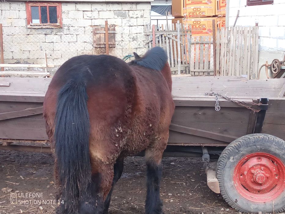 Vând mânză grea ardenez cu sânge rece ungurescc
