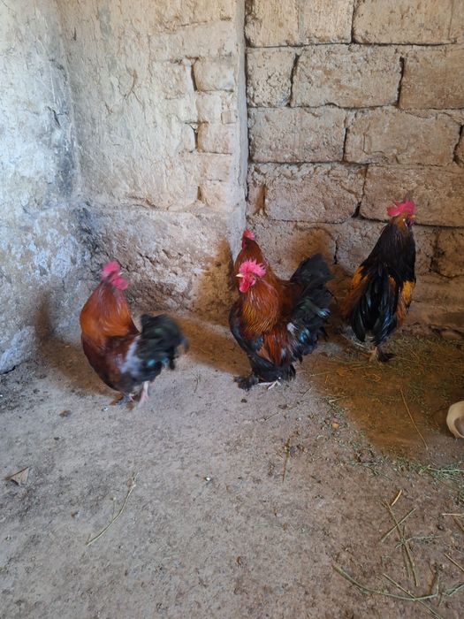 4 петух 10 тысяч