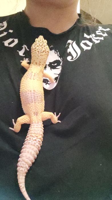 Эушки  разного возраста