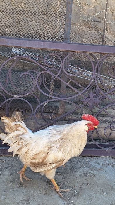 Қораздар сатылады