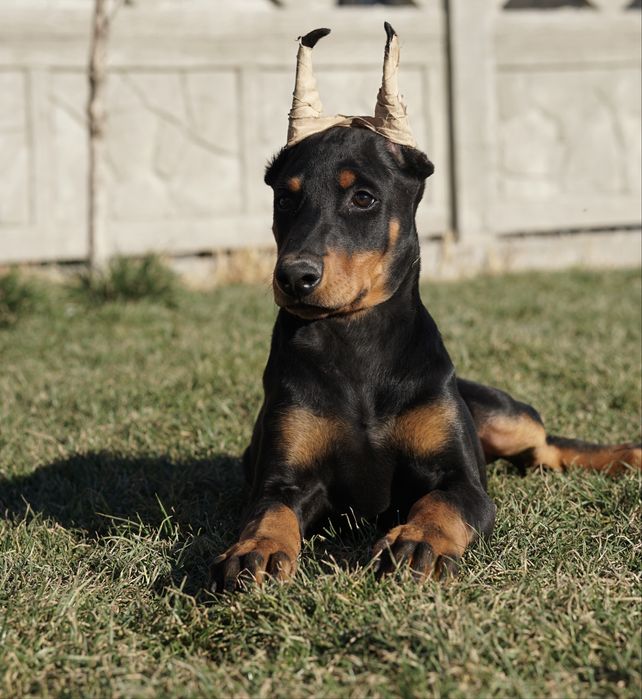 Щенки добермана