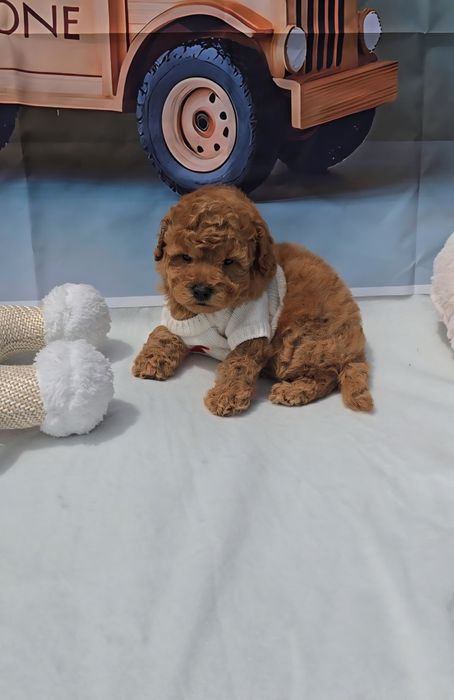 Пудел мини с родословие