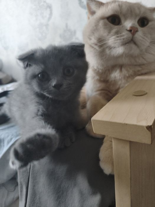 Котёнок шотландский веслоухий и прямоухий, mushucha skottish fold