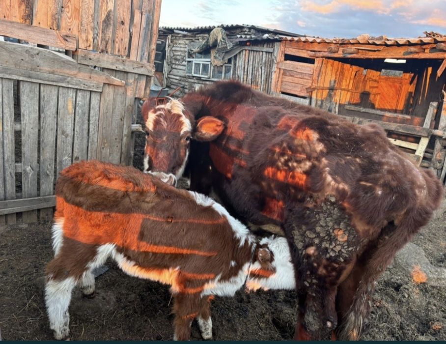 Ipi кара 7 бас, бие жабагысымен