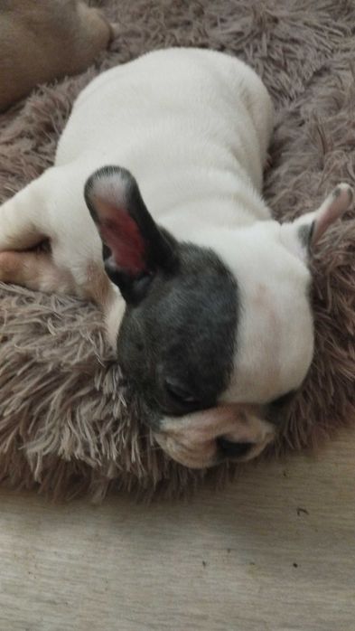 Френски булдог, домашен приятел