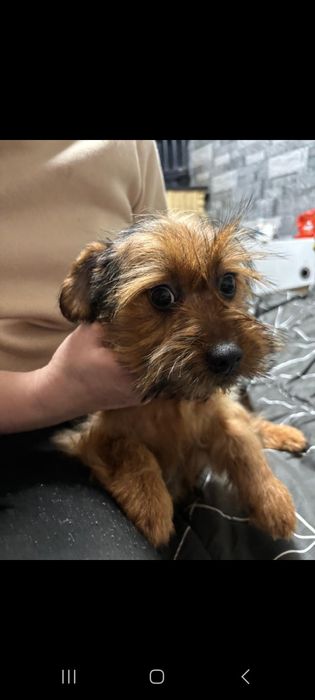 Yorkshire Terrier  Gold