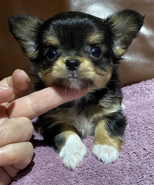 Чихуахуа, щенки , мальчики и девочки