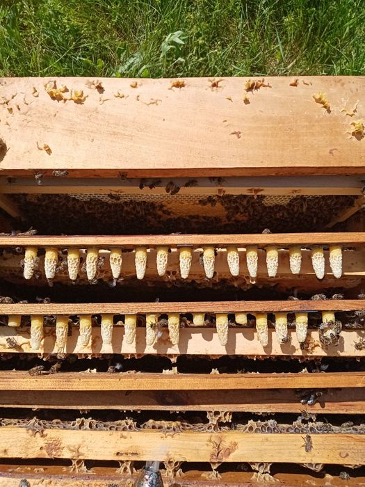 Пчелни майки и отводки сезон 2026