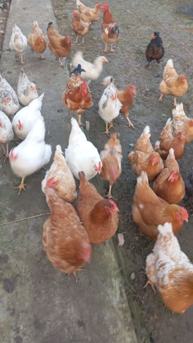 Pui de găini de casă de o zi, Ouă de găină de vânzare