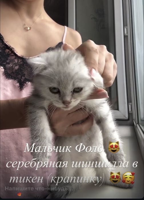 Шиншиллы разных оттенках