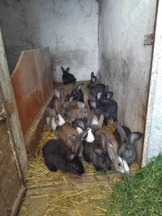 Iepurași metis U.G.