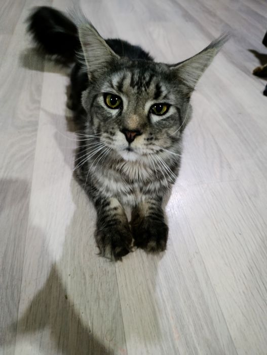 Кот 1.5 год Мейн кун