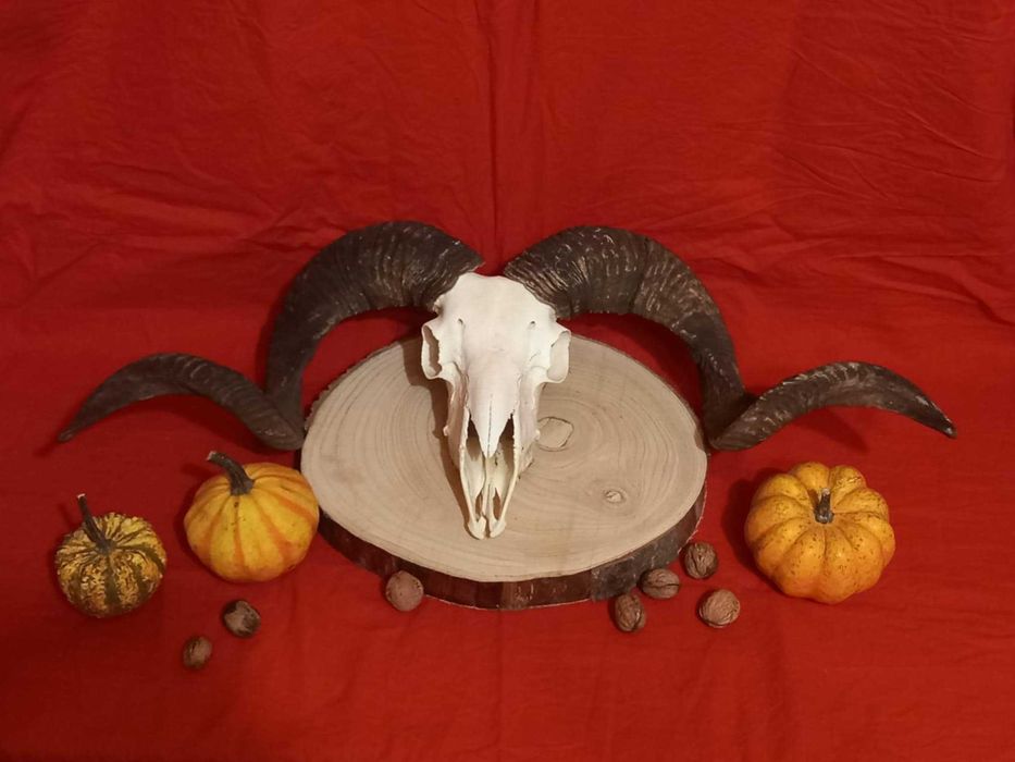 trofeu.trofee.craniu.coarne de berbec urias cu coarne negre